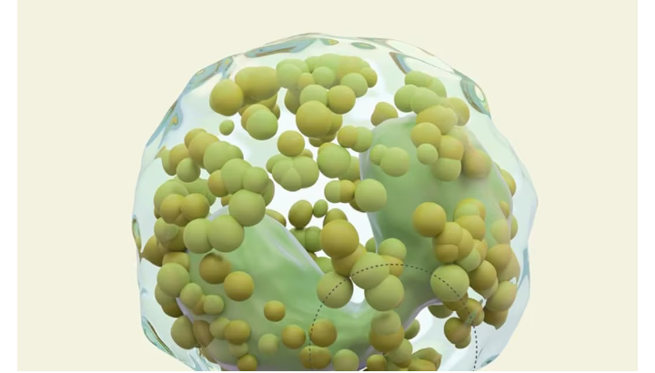 Le Secret Coréen Jeunesse : Sérum & Crème Raffermissante 5-en-1